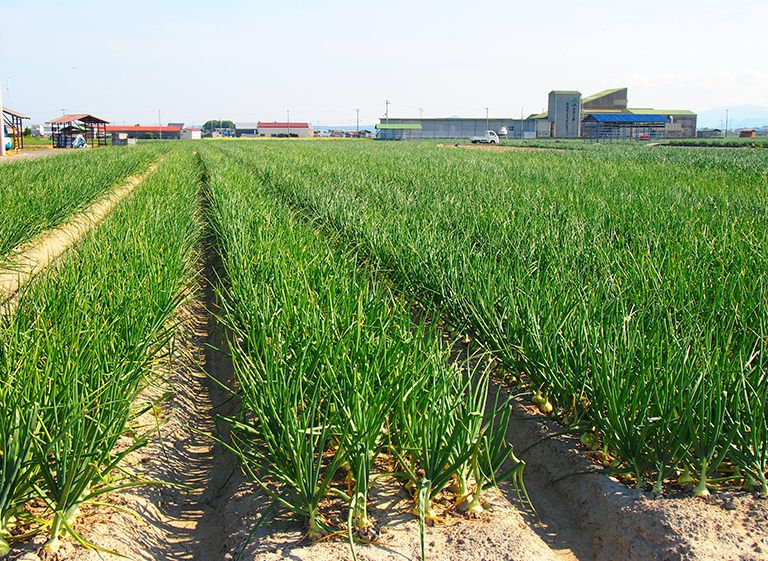 よりよい野菜の収穫のために、こだわりを持って育てています